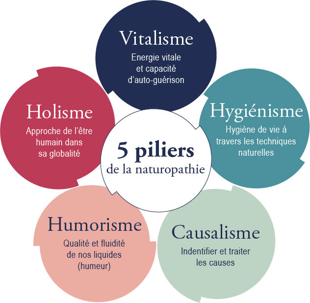 Les piliers de la naturopathie : vitalisme, hygiénisme, causalisme, humorisme et holisme