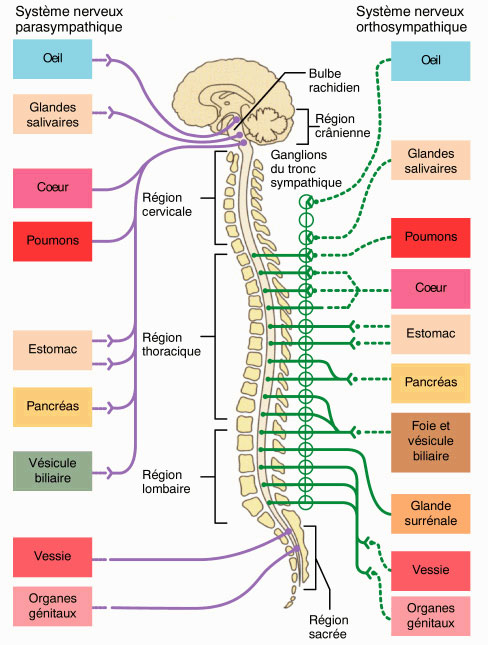 système neurovégétatif